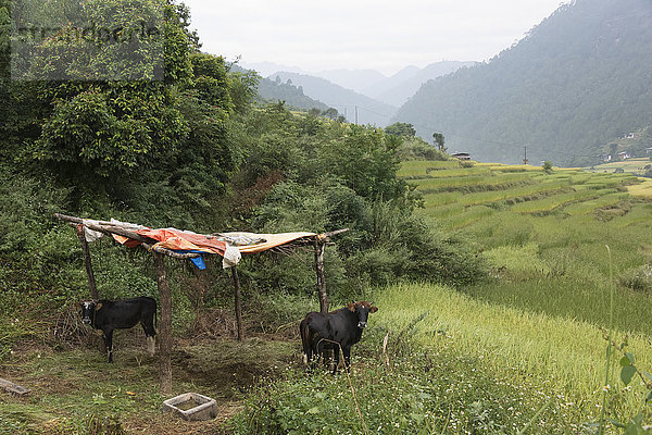 Kühe stehen unter einem Unterstand aus Holzpfosten und Stoffstücken; Thimphu  Bhutan'.