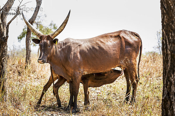 Gehörnte Kuh  die ihr Kalb füttert; Uganda'.