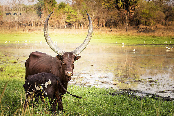 Kuh und ihr Kalb stehen an einem Teich; Uganda