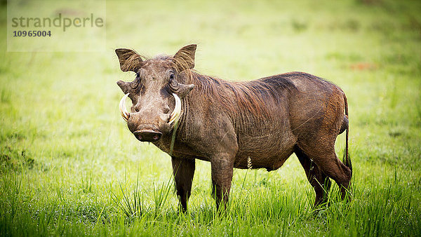 Warzenschwein (Phacochoerus)  Murchison Falls National Park; Uganda'.