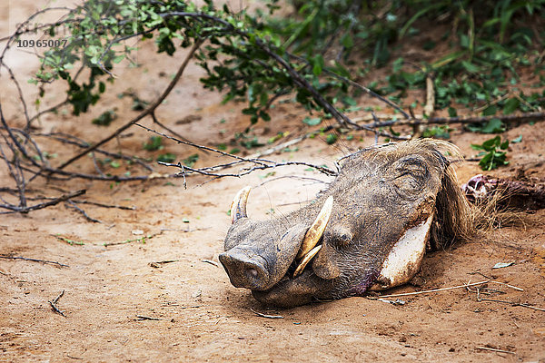 Kopf eines toten Warzenschweins  Murchison Falls National Park; Uganda'.