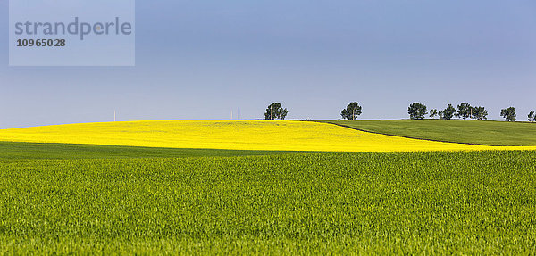 Ein blühendes Rapsfeld  eingerahmt von grünen Feldern mit Bäumen und blauem Himmel; Acme  Alberta  Kanada'.