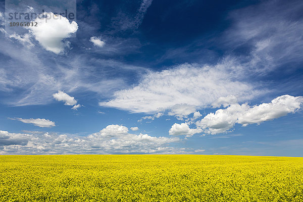 Blühendes Rapsfeld mit Wolken und blauem Himmel; Alberta  Kanada'.