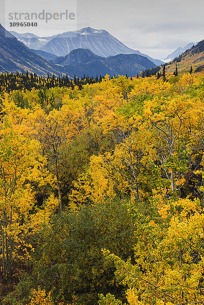 Blick auf die Herbstfarben in den Küstenbergen südlich von Whitehorse  Yukon Territory  Kanada
