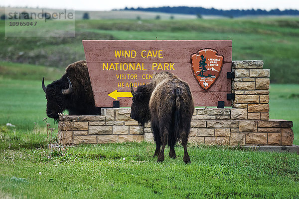 Wisent  Wind Cave National Park; South Dakota  Vereinigte Staaten von Amerika'.