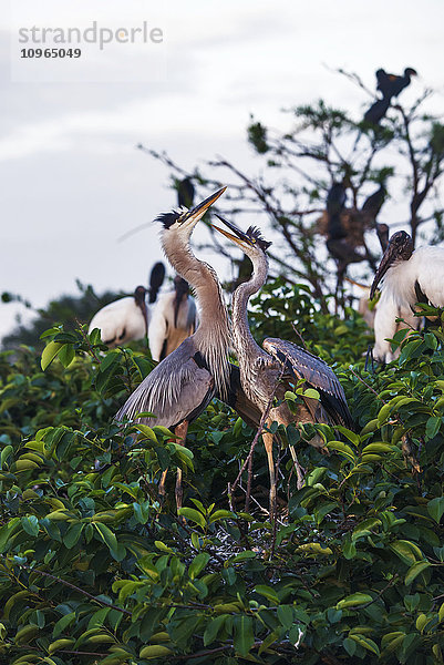 Blaureiher (Ardea herodias)  Wakodahatchee Feuchtgebiete; Florida  Vereinigte Staaten von Amerika'.