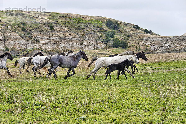 Wildpferde  Theodore Roosevelt National Park; North Dakota  Vereinigte Staaten von Amerika'.