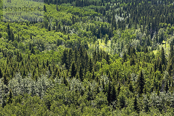 Blick von oben auf einen Talwald mit verschiedenen Bäumen; Kananaskis Country  Alberta  Kanada'.