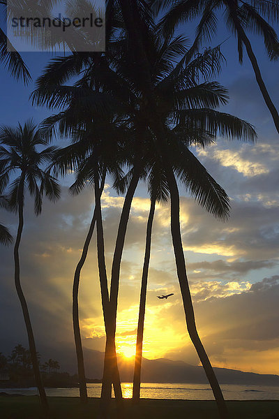 Flugzeug  das bei Sonnenuntergang mit der untergehenden Sonne abhebt  die durch die Palmen an der Nordküste von Maui scheint; Spreckelsville  Maui  Hawaii  Vereinigte Staaten von Amerika'.