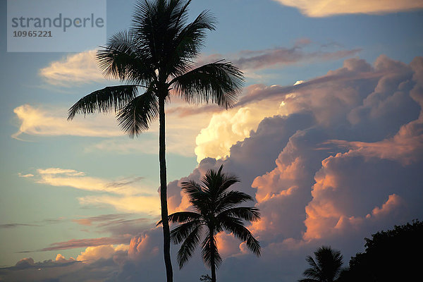 Glühende Wolken bei Sonnenuntergang und Palmen; Maui  Hawaii  Vereinigte Staaten von Amerika'.