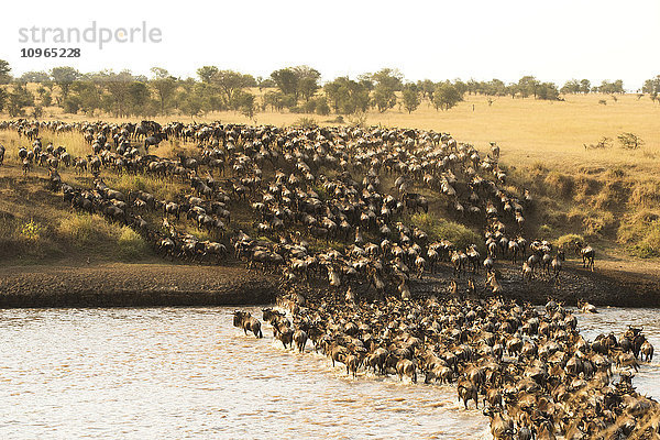 Große Gruppe von Gnus (Connochaetes taurinus) überqueren den überfluteten Mara-Fluss im Serengeti-Nationalpark; Tansania'.