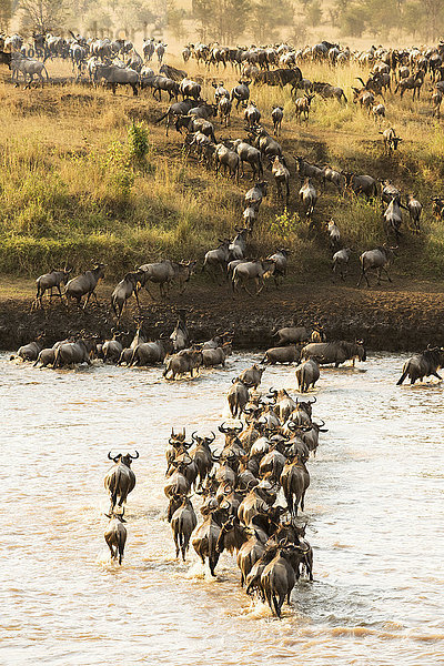 Große Gruppe von Gnus (Connochaetes taurinus) überquert den überfluteten Mara-Fluss im Serengeti-Nationalpark; Tansania'.