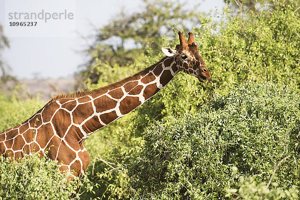 Nahaufnahme von Kopf und Schultern einer Netzgiraffe (Giraffa camelopardalis)  Samburu National Reserve; Kenia'.