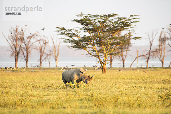 Breitmaulnashorn (Ceratotherium simum) grast in der offenen Savanne  Lake Nakuru National Park; Kenia'.