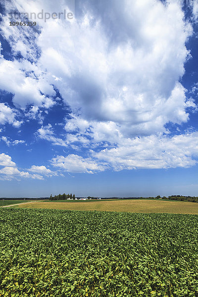 Sojabohnen- und Maisfelder; Richmond  Minnesota  Vereinigte Staaten von Amerika'.