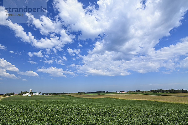 Sojabohnen- und Maisfelder in Zentral-Minnesota; Richmond  Minnesota  Vereinigte Staaten von Amerika'.