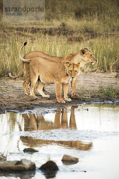 Zwei Löwinnen (Panthera leo) spiegeln sich in einem Teich  Serengeti-Nationalpark; Tansania'.