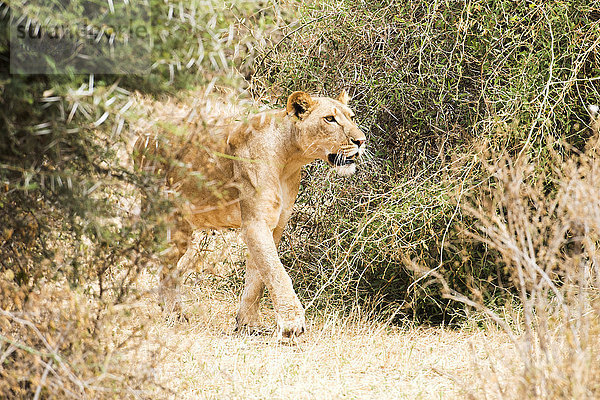 Löwin (Panthera leo) auf der Pirsch nach Beute  Samburu National Reserve; Kenia'.