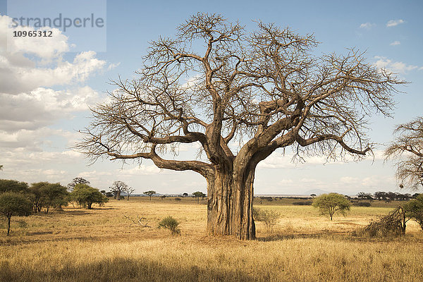 Blattloser Affenbrotbaum in der Trockenzeit  Tarangire-Nationalpark; Tansania'.