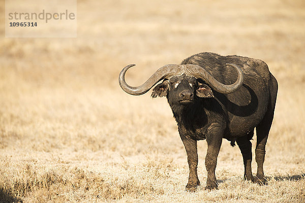 Großer Kap-Büffelbulle (Syncerus caffer) im trockenen Gras stehend  Ngorongoro-Krater; Tansania'.