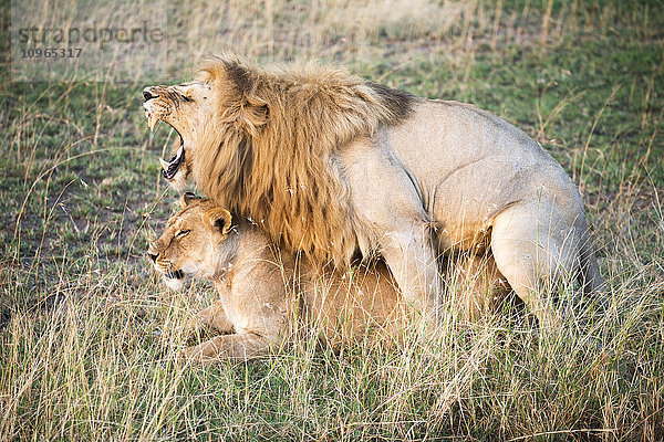 Sich paarende Löwen (Panthera leo)  Serengeti-Nationalpark; Tansania'.