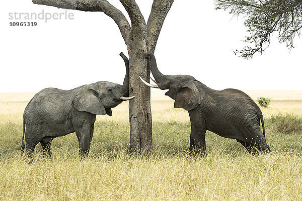 Junger Afrikanischer Elefantenbulle (Loxodonta africana) reibt Rüssel und Stoßzähne an einem Baum  Serengeti-Nationalpark; Tansania'.