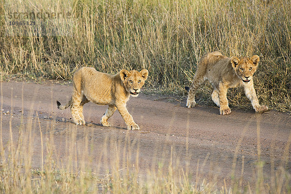 Zwei kleine Löwen (Panthera leo)-Welpen  die eine unbefestigte Straße entlanglaufen  Serengeti-Nationalpark; Tansania'.