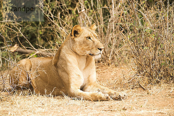 Ruhende Löwin (Panthera leo)  Samburu National Reserve; Kenia'.