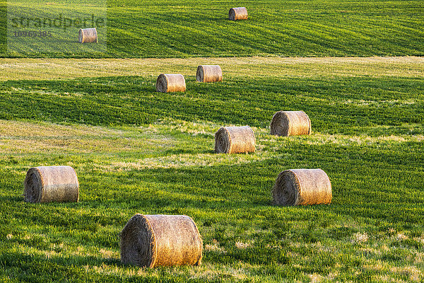 Große runde Heuballen in einem gemähten Alfalfa-Feld; Alberta  Kanada'.