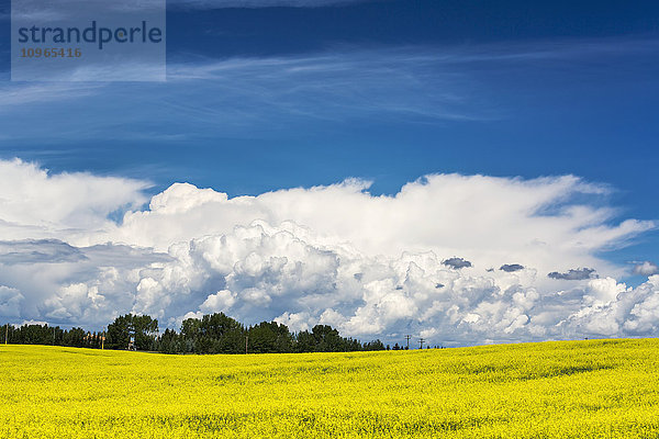 Blühendes Rapsfeld mit großen Gewitterwolken und blauem Himmel; Calgary  Alberta  Kanada'.