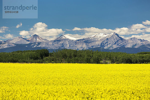 Blühendes Rapsfeld  eingerahmt von Bäumen und Gebirgszügen im Hintergrund mit blauem Himmel und Wolken; Alberta  Kanada'.