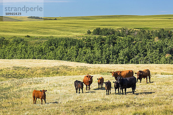Rinder auf einem Feld mit sanften Hügeln im Hintergrund und blauem Himmel; Acme  Alberta  Kanada'.