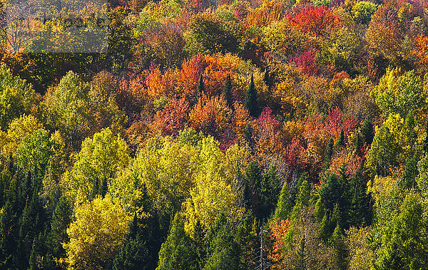 Wald in Herbstfarben; West Bolton  Quebec  Kanada'.