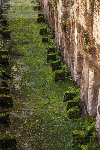Moos  das am Fuß einer Steinmauer wächst; Rom  Italien'.