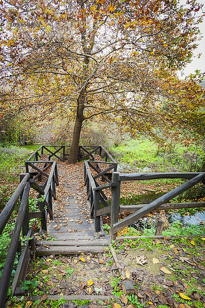 Promenade  Bach und Baum im Herbst; Mieza  Griechenland'.