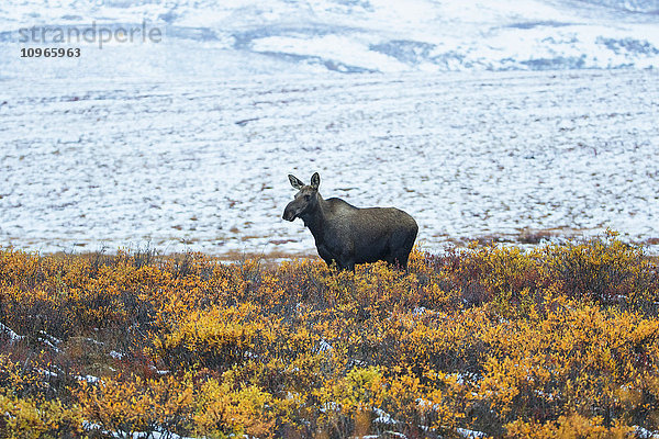 Elch (alces alces) entlang des Dempster Highway; Yukon  Kanada'.