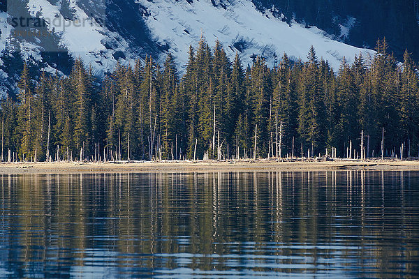 Abgestorbene immergrüne Bäume säumen den Strand entlang der Küste in Kings Bay  Prince William Sound; Whittier  Alaska  Vereinigte Staaten von Amerika'.