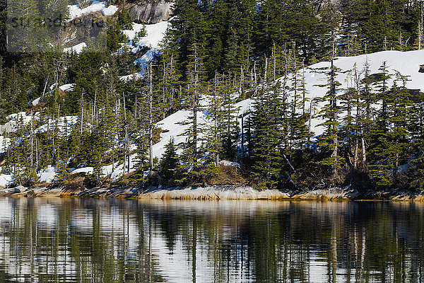 Schnee und immergrüne Bäume am Rande des Wassers  Prince William Sound; Alaska  Vereinigte Staaten von Amerika