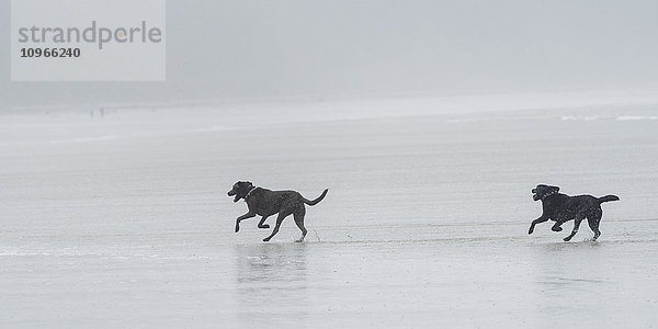 Zwei schwarze Hunde laufen auf einem nassen Strand im Nebel