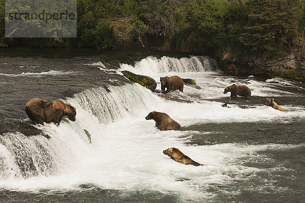 Sechs Braunbären (ursus arctos) beim Lachsfang an den Brooks Falls; Alaska  Vereinigte Staaten von Amerika'.