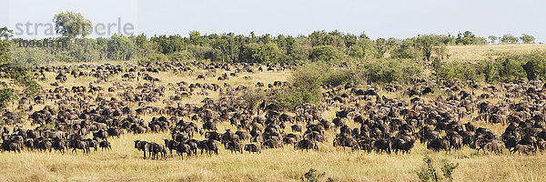 Hunderte von Gnus (Connochaetes) grasen auf einem bewaldeten Berghang als Teil der großen Migration über den Mara-Fluss in Afrika; Narok  Kenia