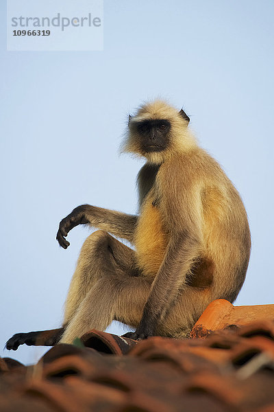 Langur (Colobinae) auf dem Dach sitzend; Dharpatha Mal  Madhya Pradesh  Indien'.