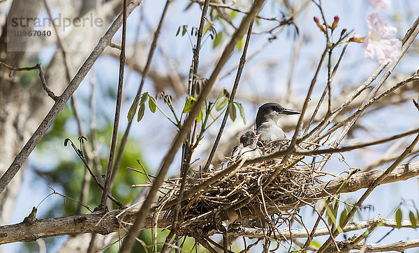 Ein nistender  auf Kuba heimischer Singvogel sitzt in einem Nest in den Zweigen eines Baumes  in dem junge Vögel darauf warten  gefüttert zu werden; Varadero  Kuba'.