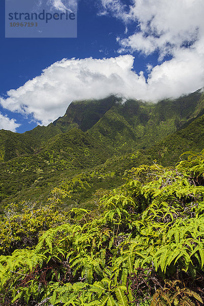 Meilen innerhalb des üppigen Iao-Tals mit blauem Himmel; Maui  Hawaii  Vereinigte Staaten von Amerika'.
