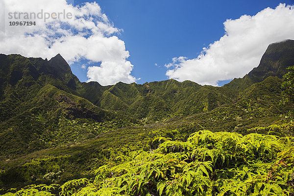 Meilen innerhalb des üppigen Iao-Tals mit blauem Himmel; Maui  Hawaii  Vereinigte Staaten von Amerika'.