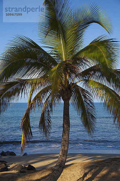 Eine einzelne Palme am Strand von Kihei; Maui  Hawaii  Vereinigte Staaten von Amerika'.