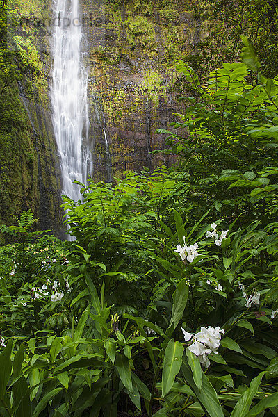Waimoku Falls mit Blumen im Haleakala National Park; Kipahulu  Maui  Hawaii  Vereinigte Staaten von Amerika'.