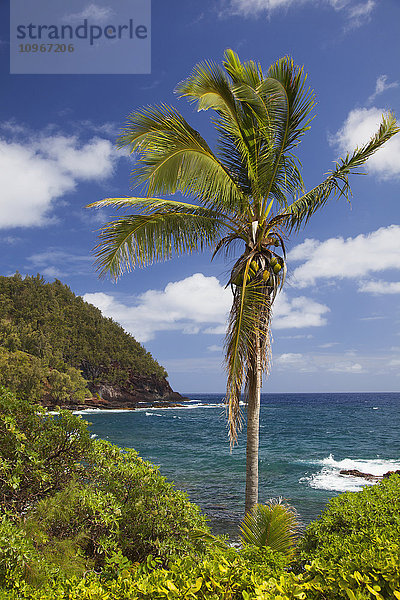 Eine einzelne Palme an der Küste mit blauem Himmel; Hana  Maui  Hawaii  Vereinigte Staaten von Amerika'.
