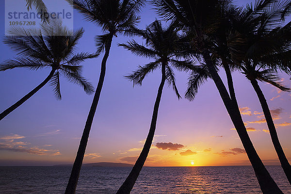 Silhouettierte Palmen bei Sonnenuntergang; Wailea  Maui  Hawaii  Vereinigte Staaten von Amerika'.