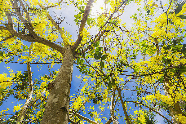 Dieser gelb blühende tropische Baum blüht im Frühjahr  wenn das Sonnenlicht und der blaue Himmel durch die Zweige scheinen. Dieser Baum stammt aus Kuba und der westindischen tropischen Region der Karibik; Varadero  Kuba .